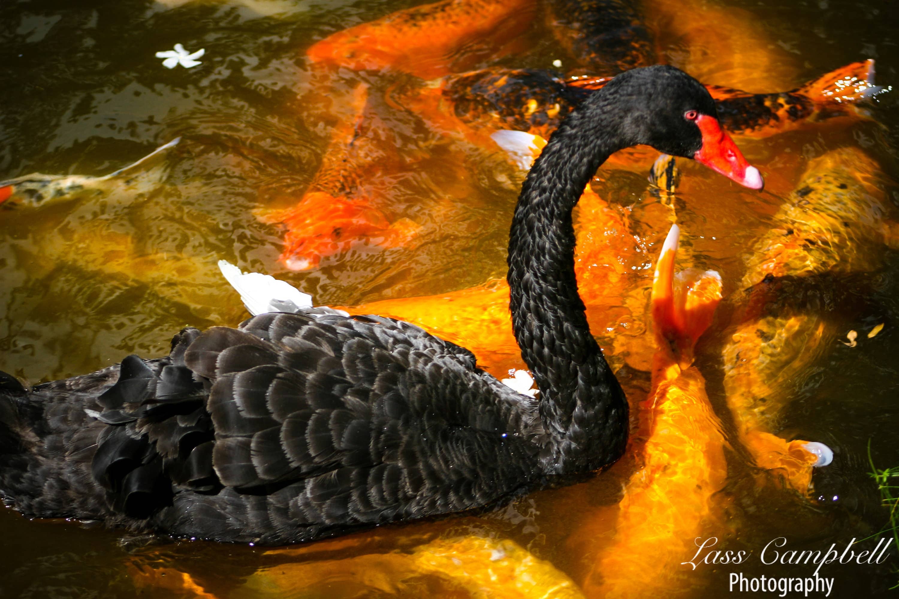 Koi Pond & Wildlife