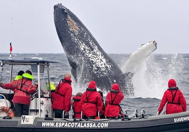 Humpback Whale Acrobatics
