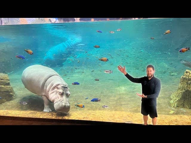 Hippos