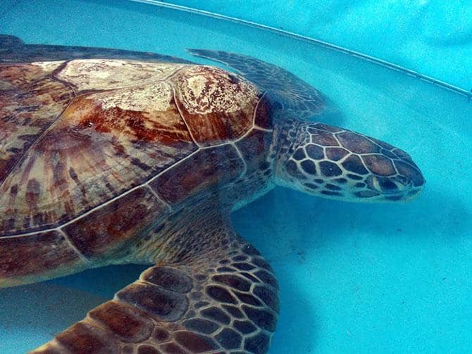 Unique Sea Creatures