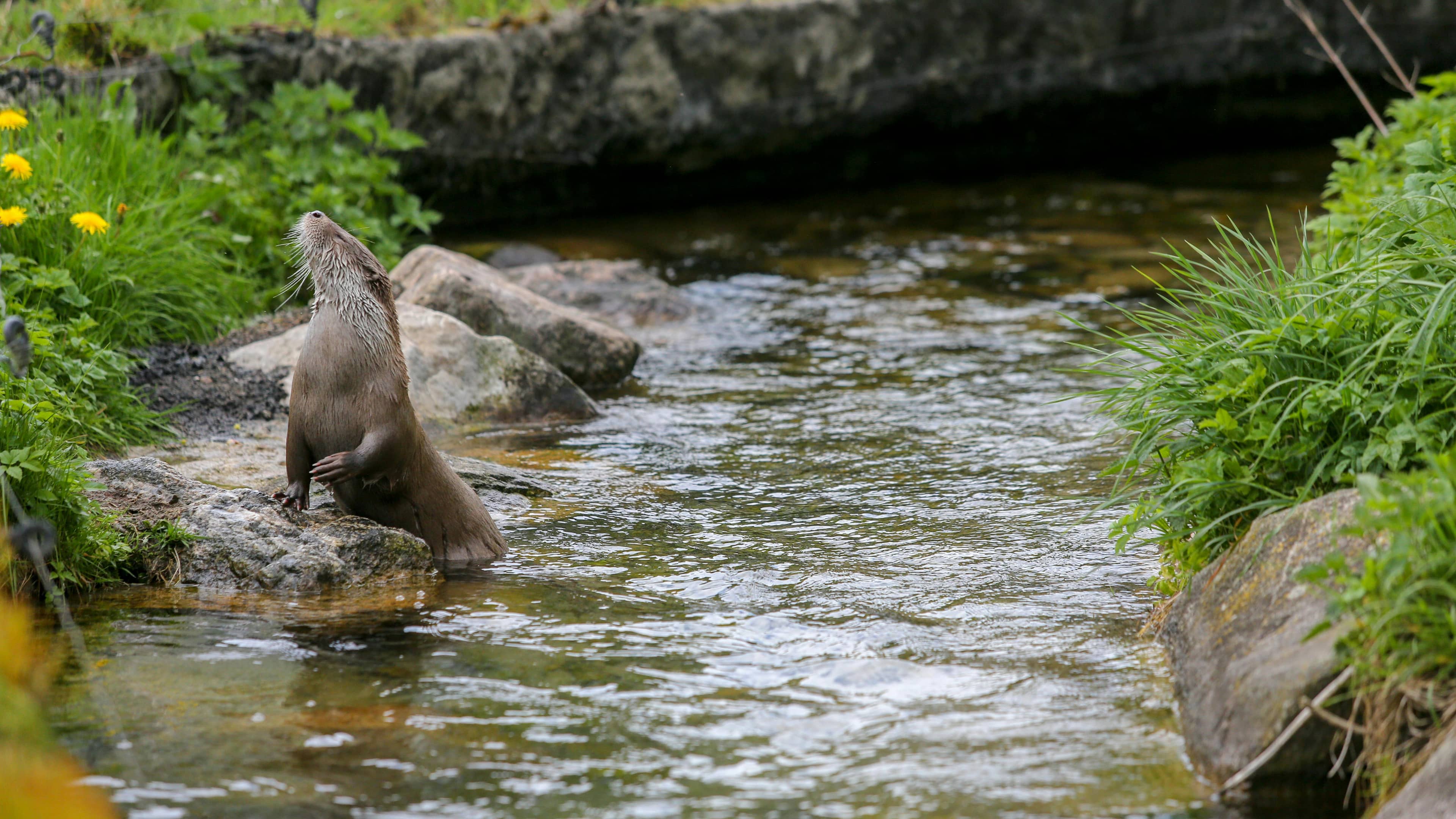 Wildlife Spotting