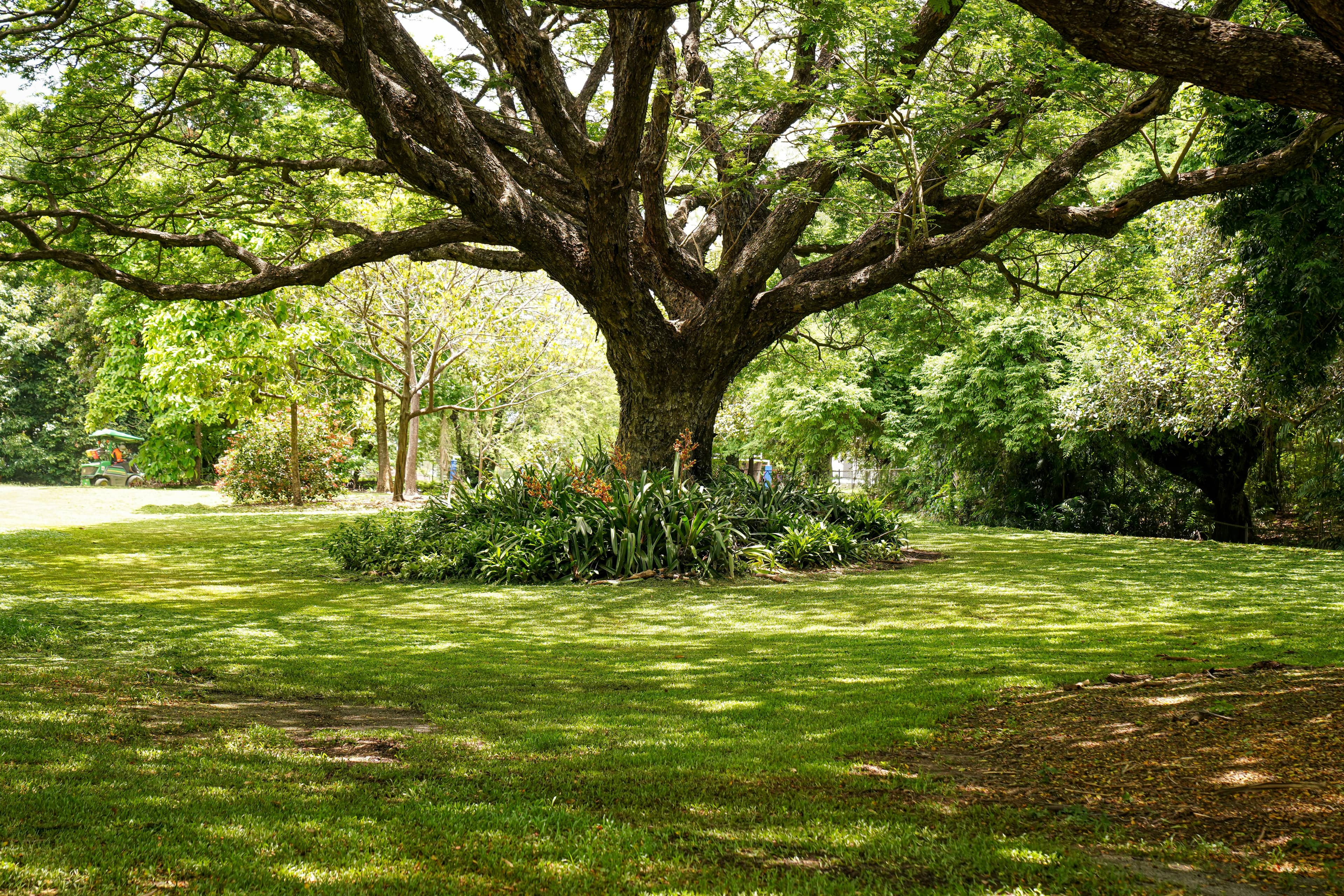 Majestic Trees & Greenery