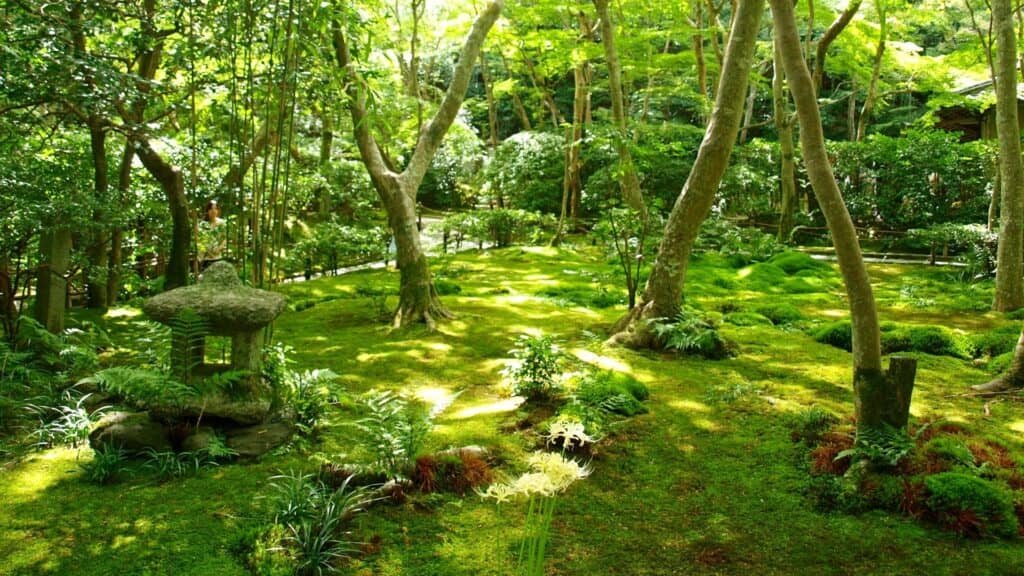 Moss Garden