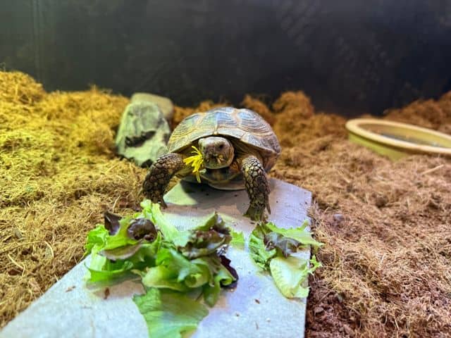Melvin the Turtle