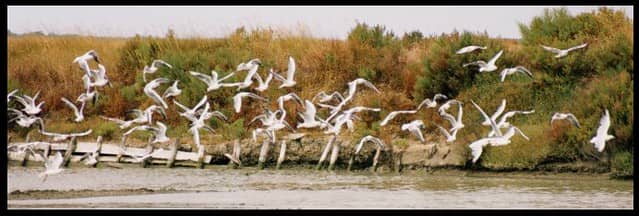 Loire River Estuary Ecosystem