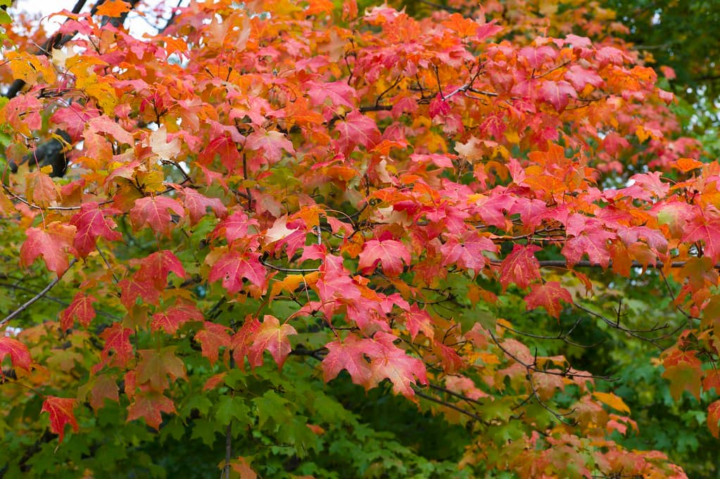Romantic Foliage