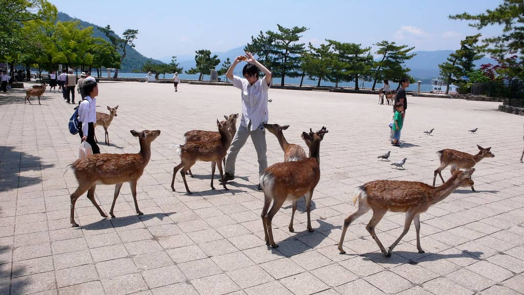 Friendly Wild Deer