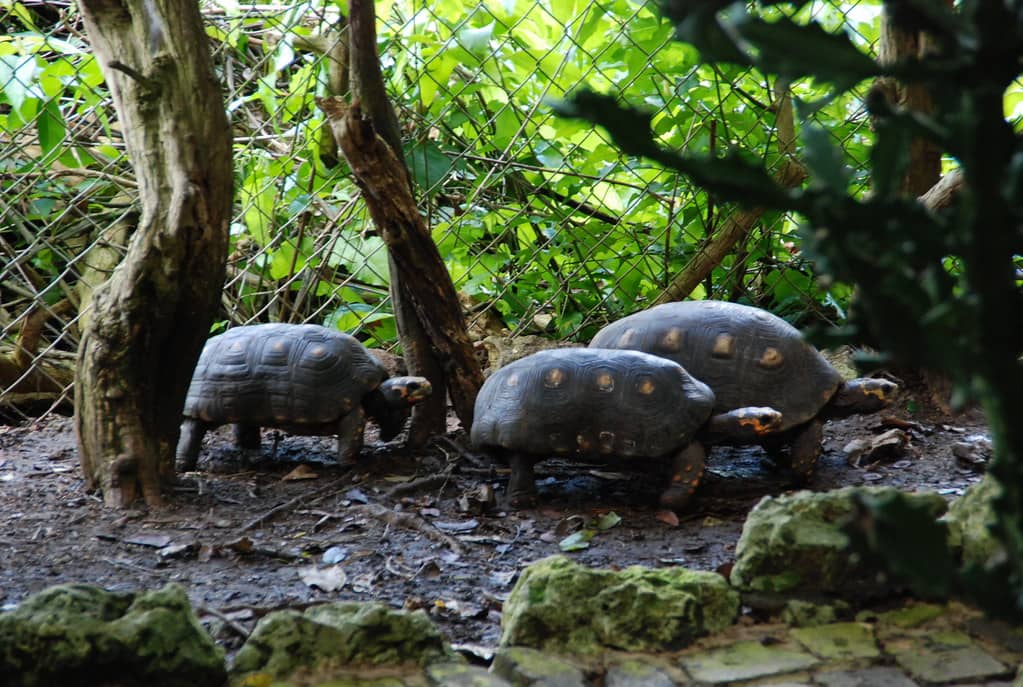 Diverse Animal Habitats