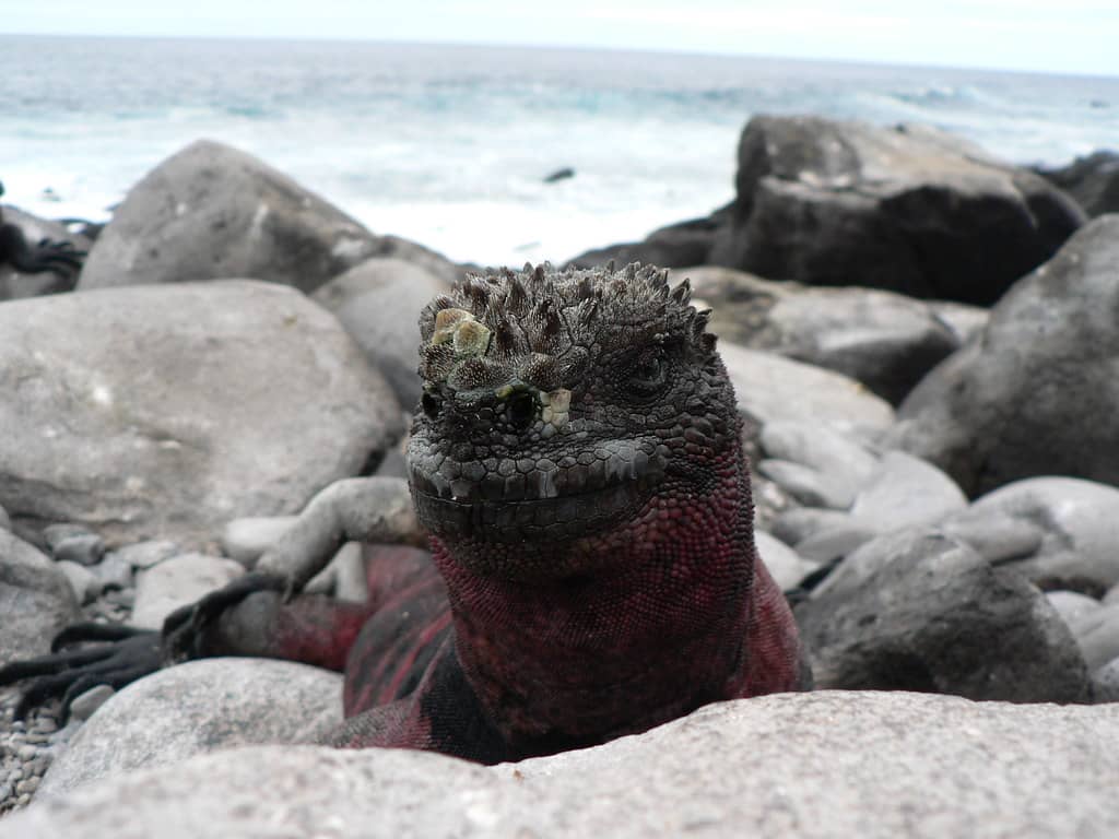 Marine Iguana Gathering