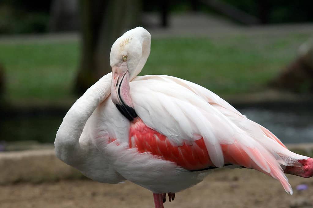 Flamingo & Free-Roaming Aviaries