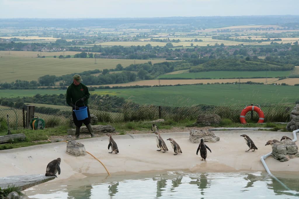 Penguin Enclosure