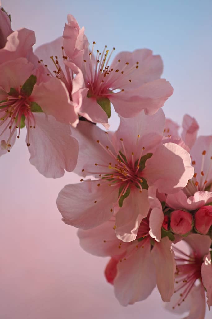 Pink Blossom Trees
