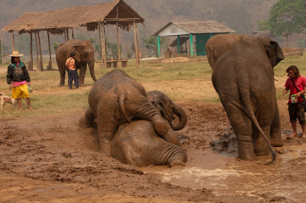 Walk with the Herd
