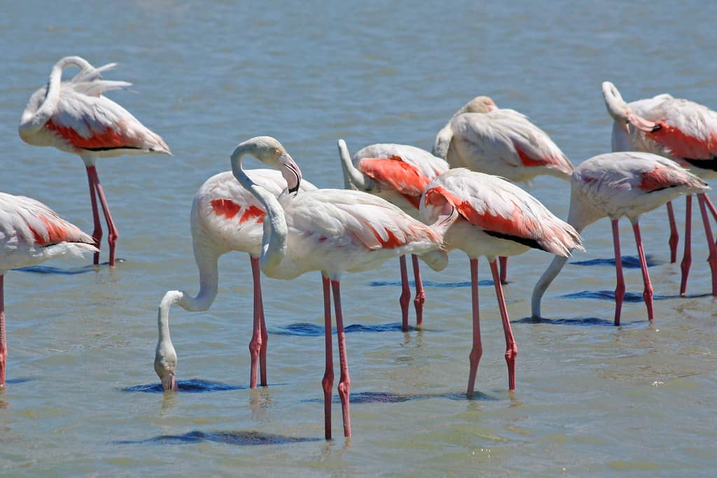 Flamingo Spectacle