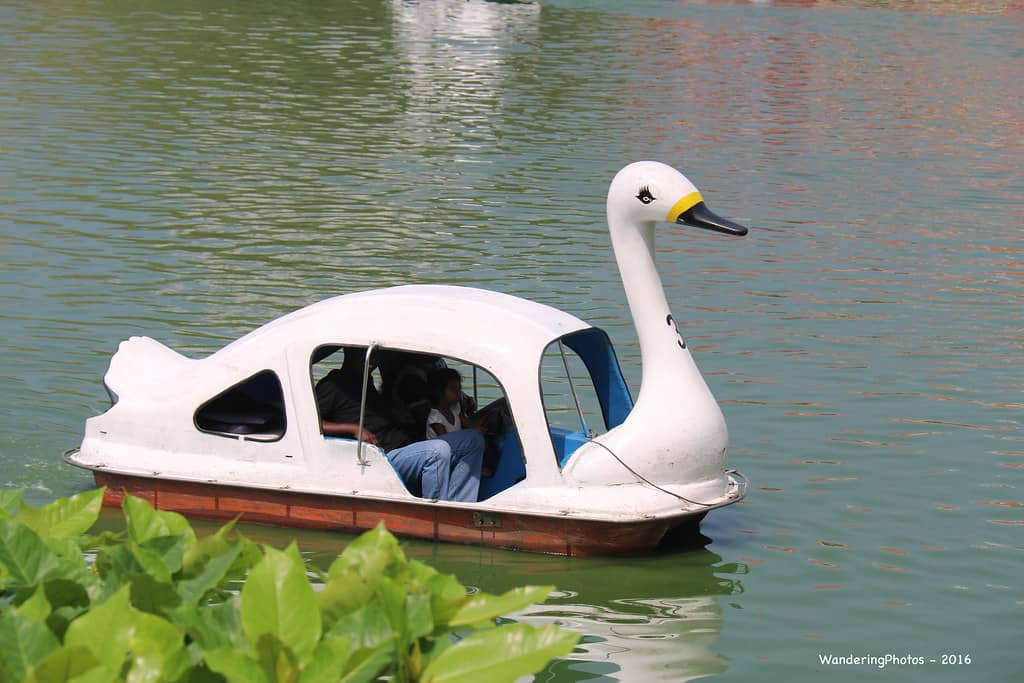 Swan Boat Rides