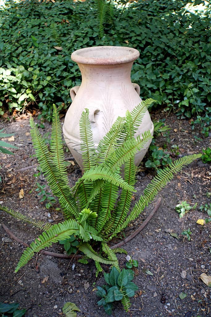 The Serene Gardens