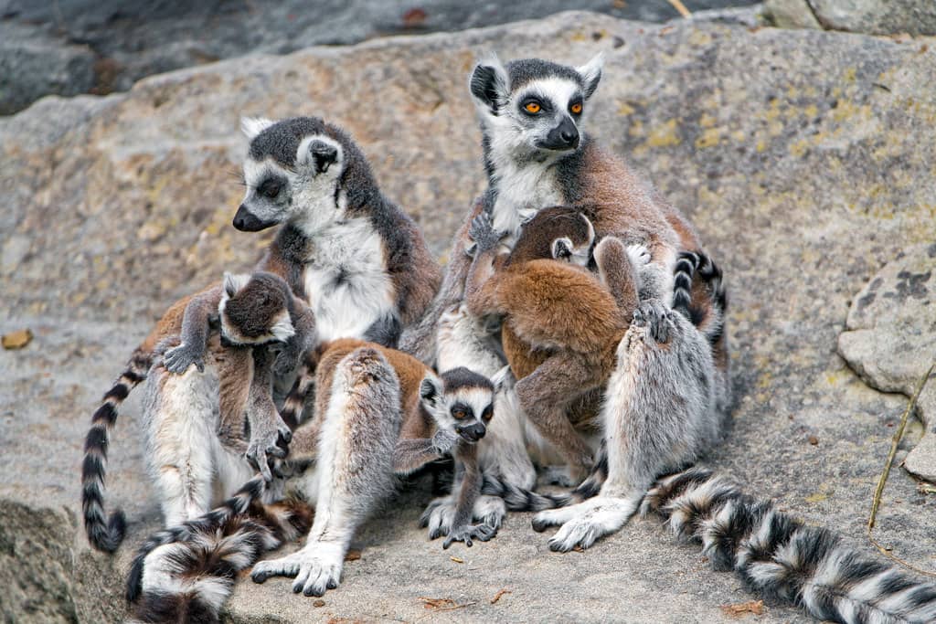 Lemur Island