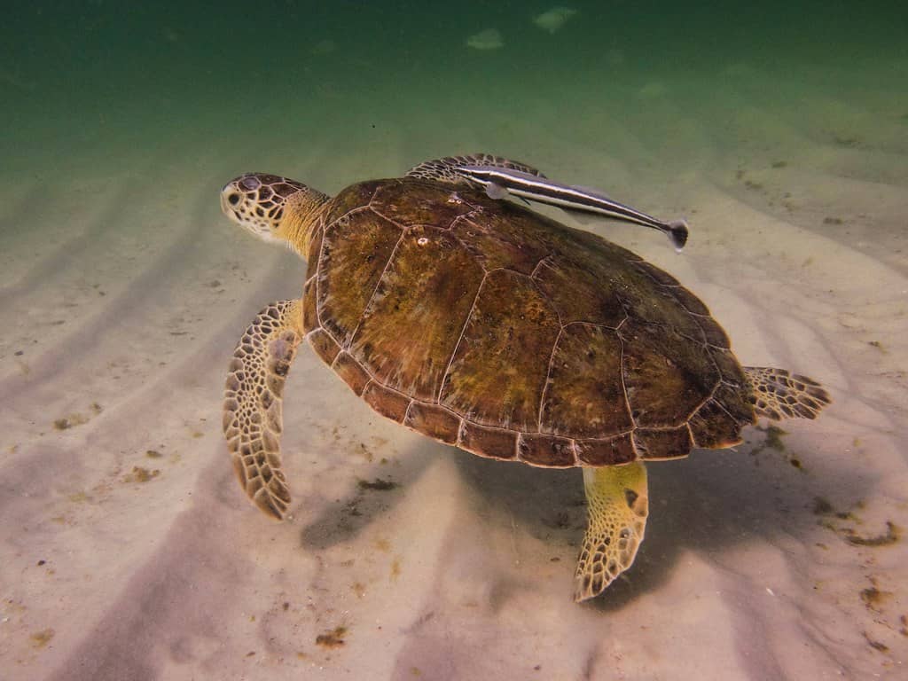 Sea Turtle Encounters