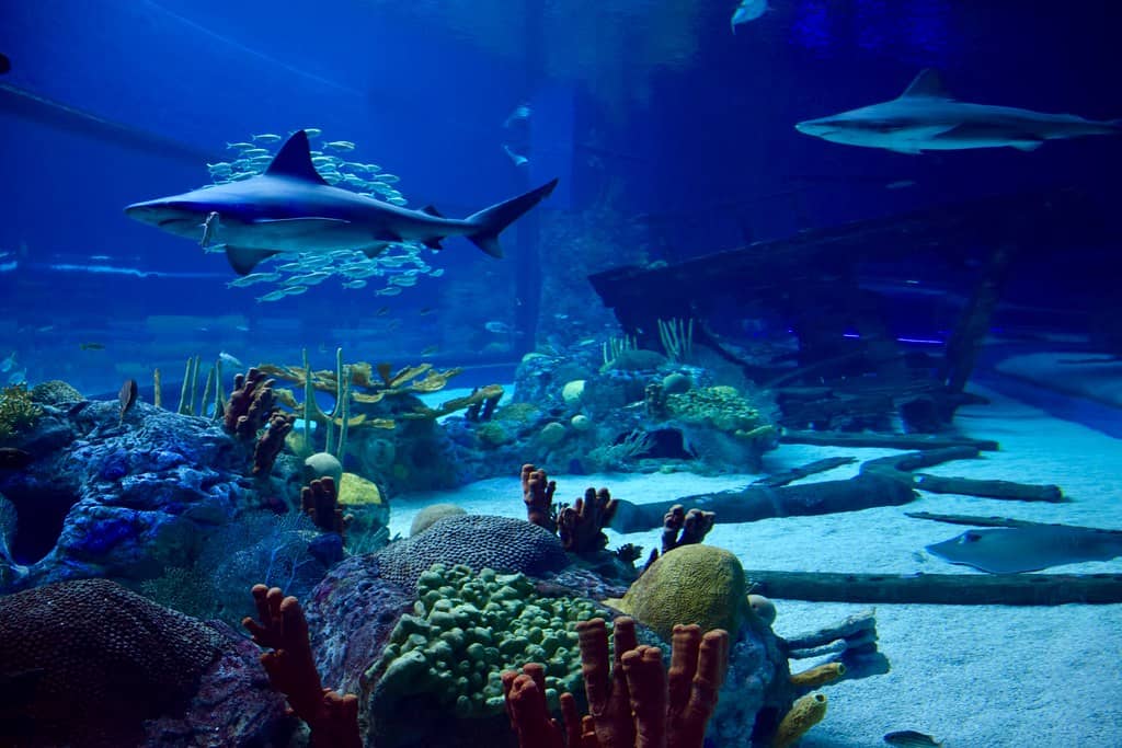 Shark Encounters