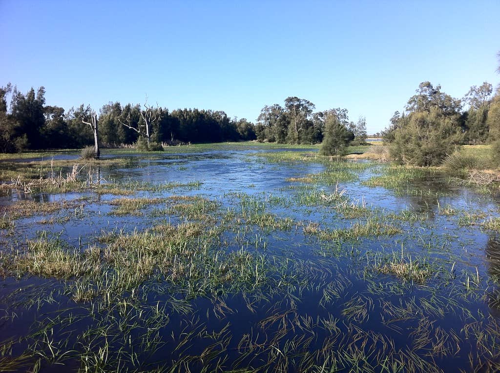 Expansive Wetlands