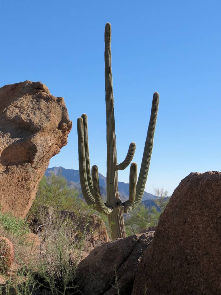 Desert Flora and Fauna