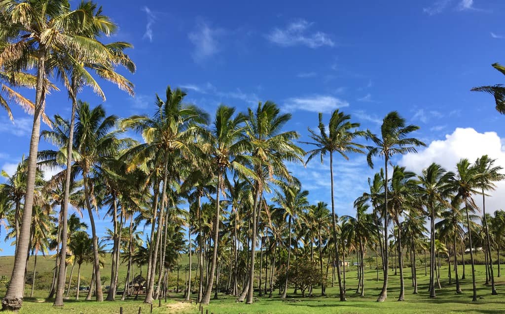 Palm Tree Grove