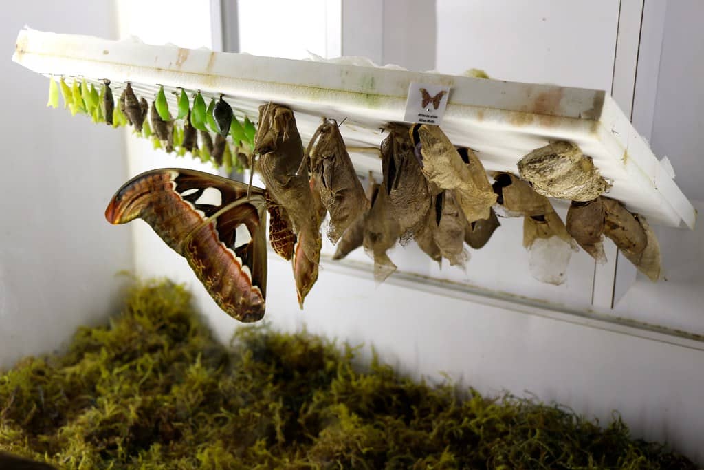 Life Cycle Exhibit
