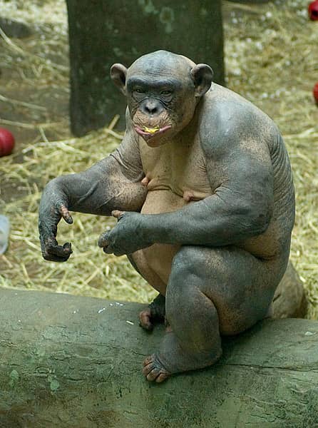 Chimpanzee House
