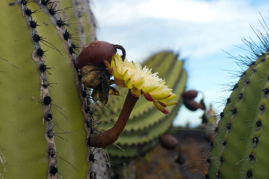 Unique Flora