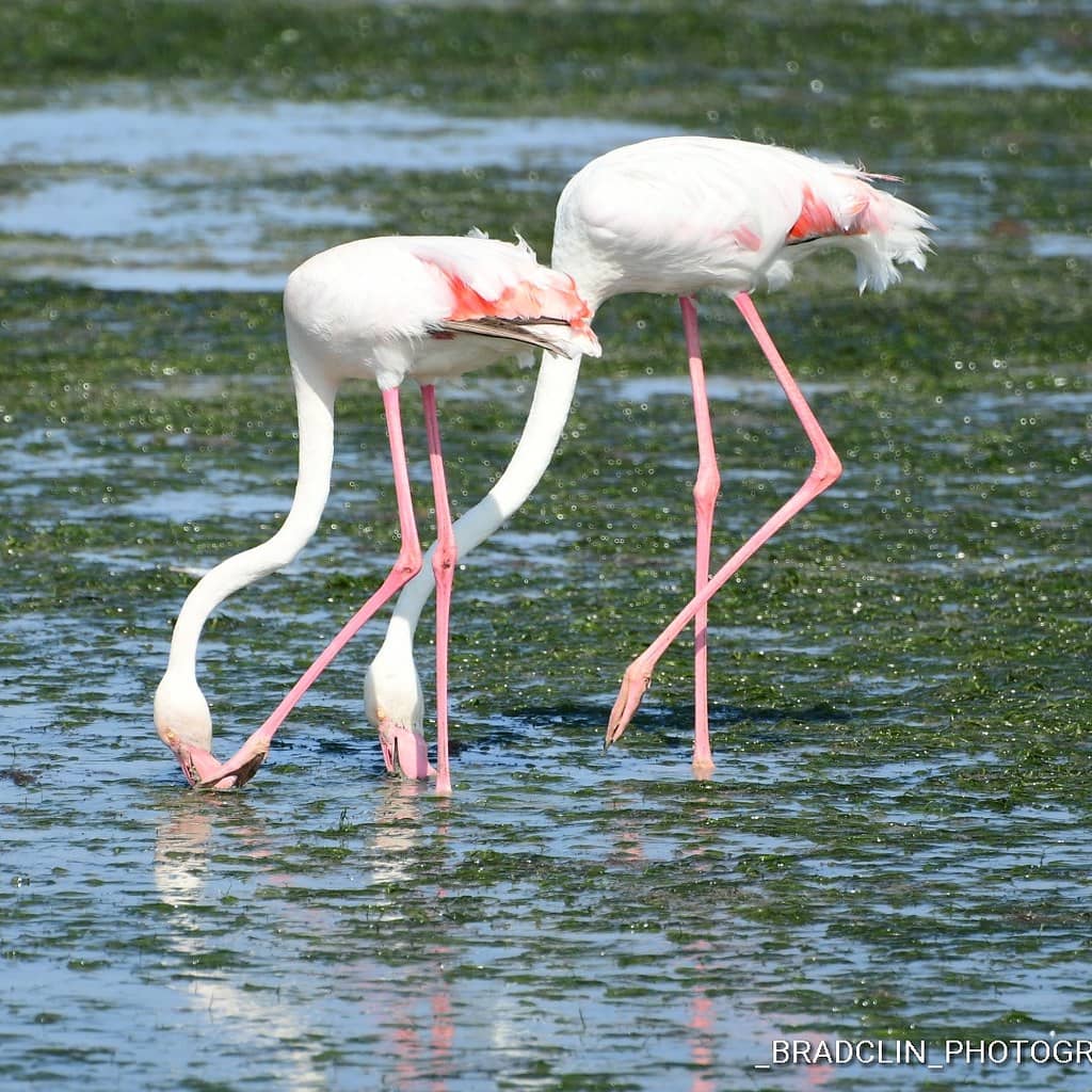 Birdwatching Paradise