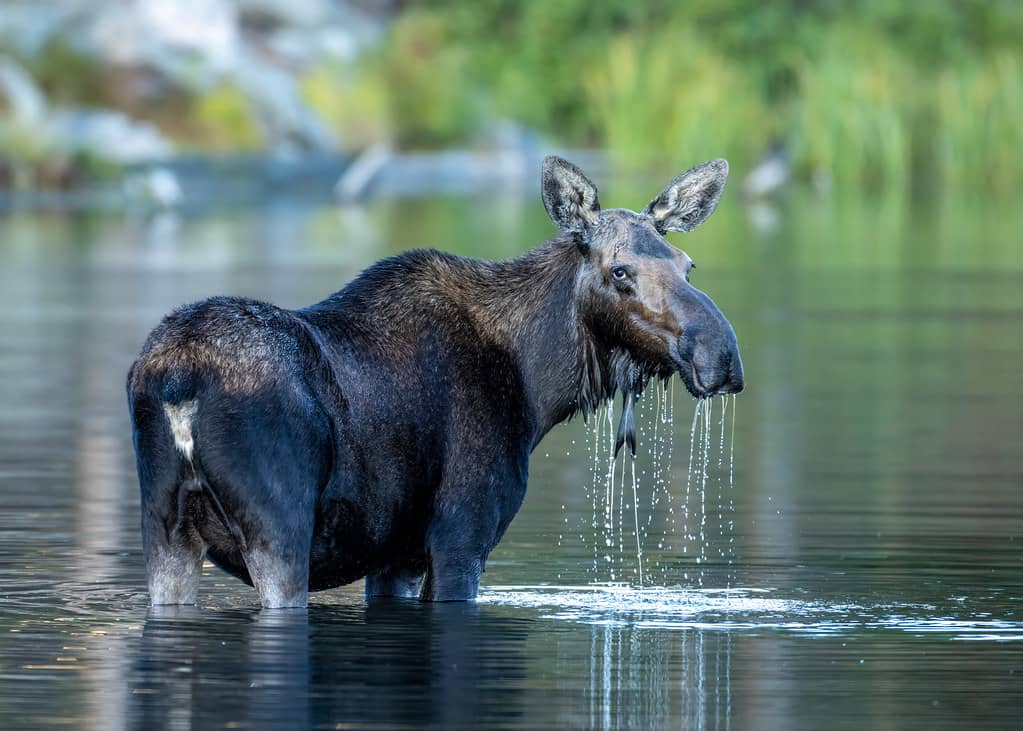Wildlife Encounters