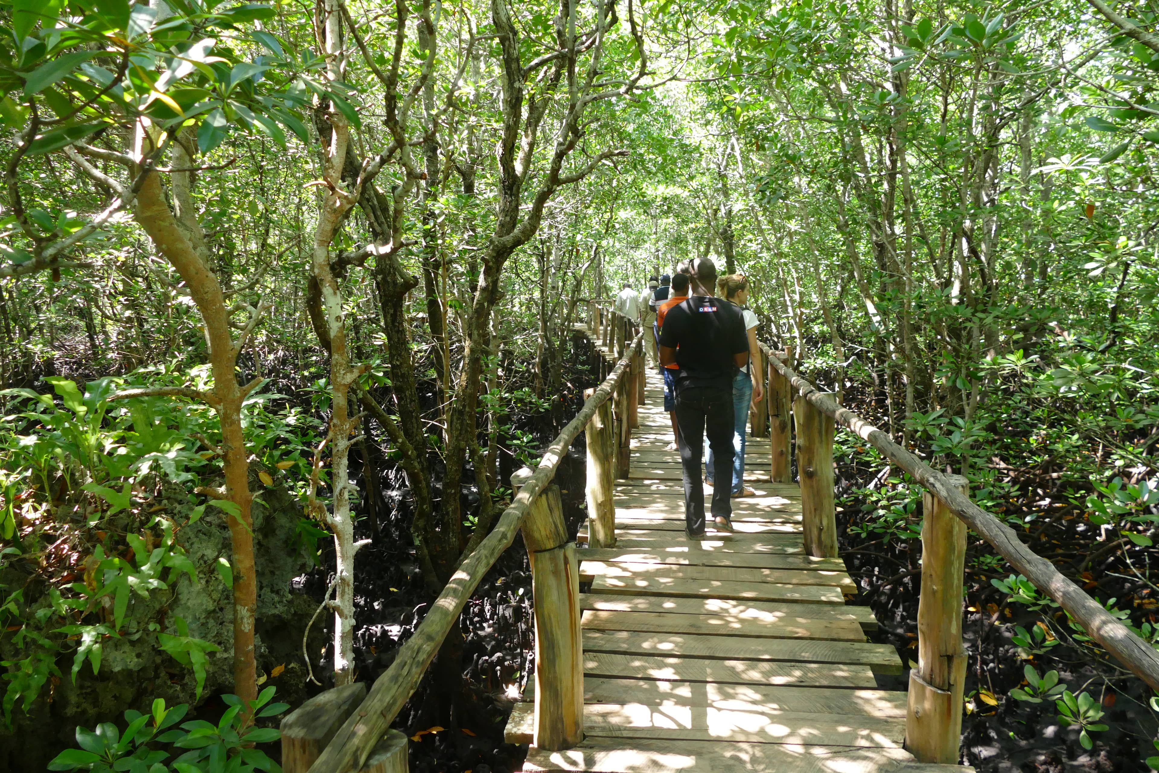 Mangrove Forests
