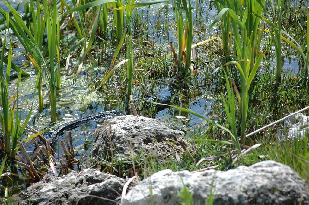 Wildlife Spotting