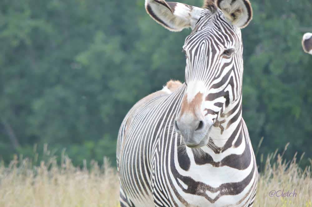 Wild Side Safari