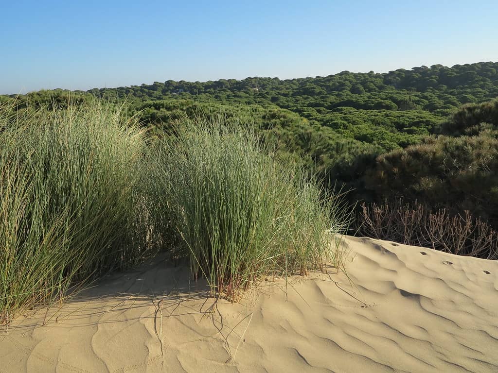 Dune Systems