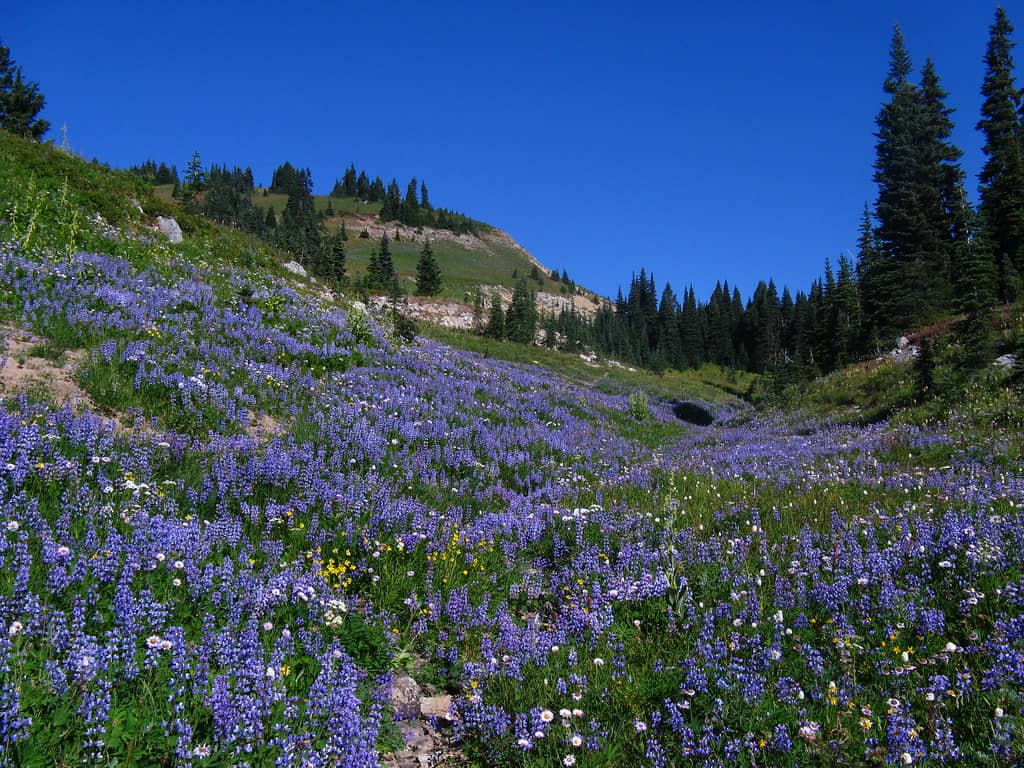 Wildflower Spectacle