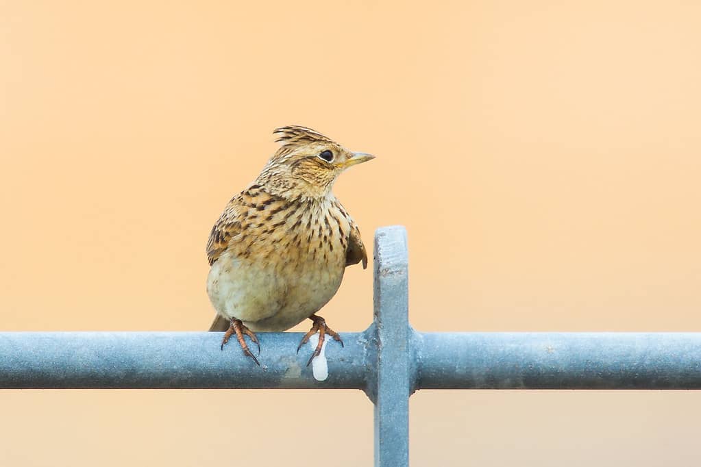 Birdwatching Haven