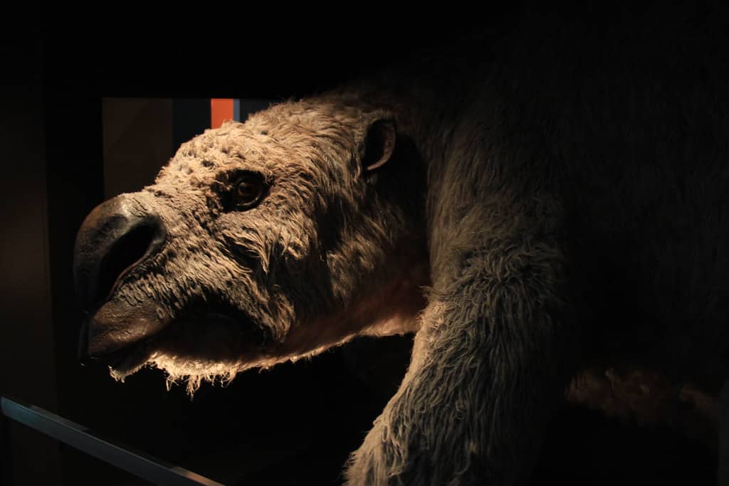 Animal Exhibits