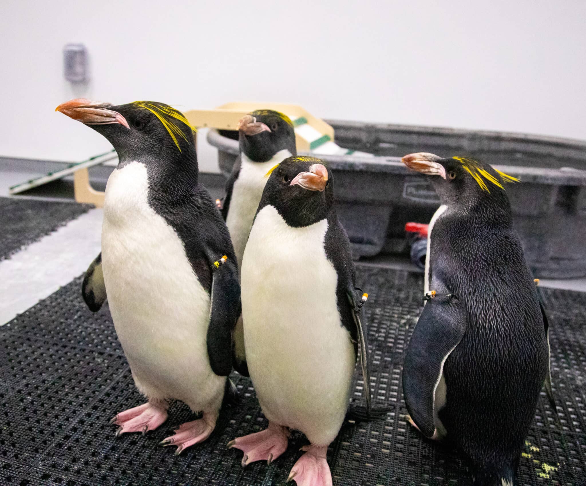 Penguin Exhibit