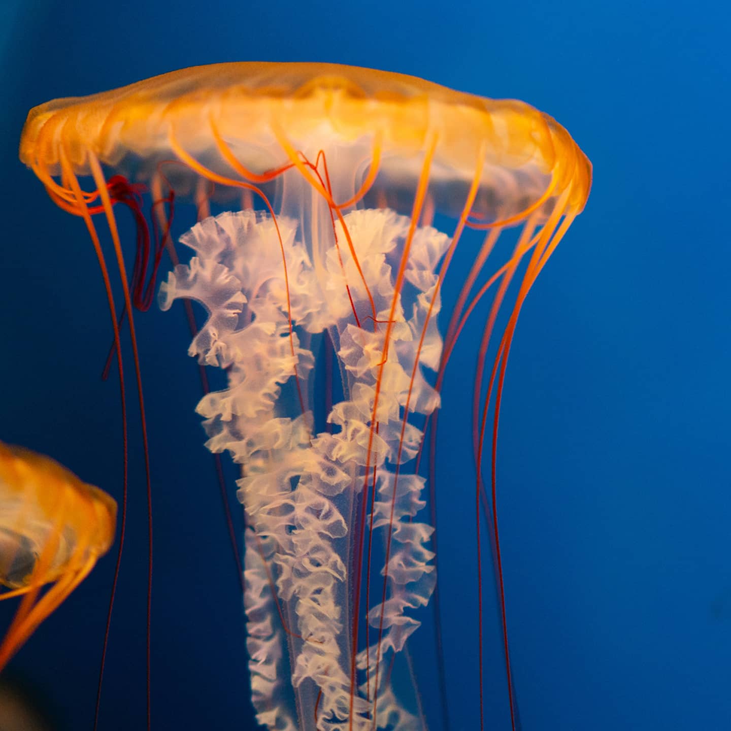 Jellyfish Wall
