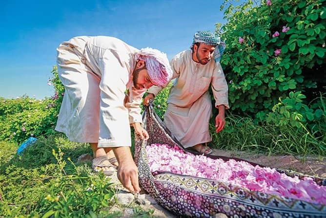 Sultan Qaboos Rose