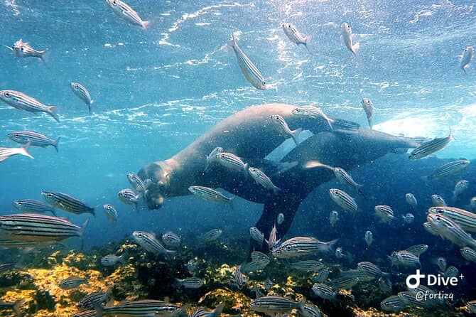Vibrant Snorkeling
