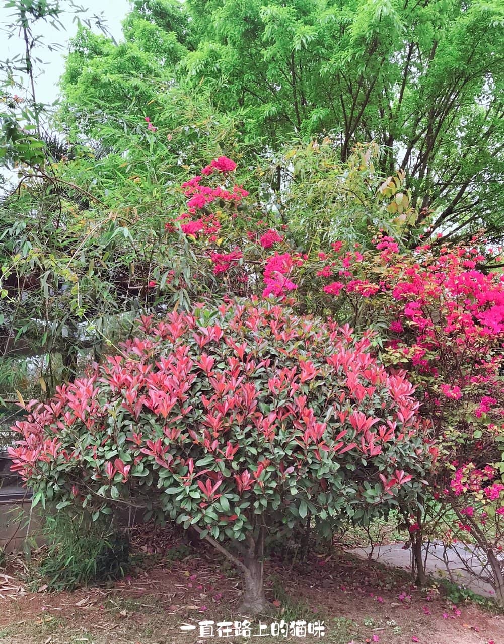 Chinese Aesthetic Charm