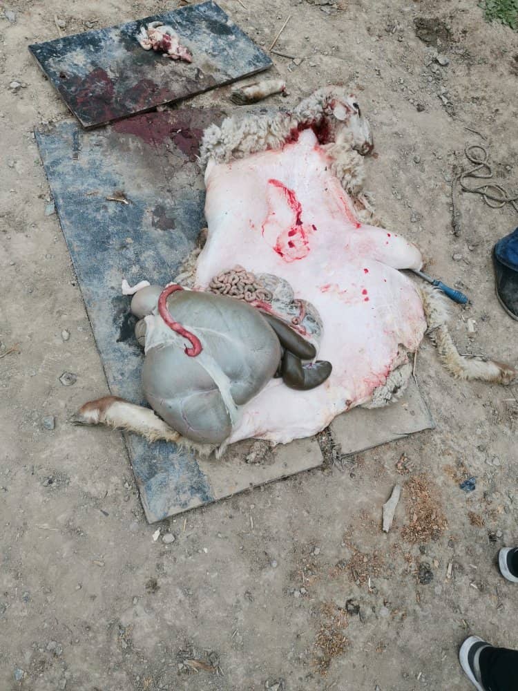 Nomadic Cultural Experience