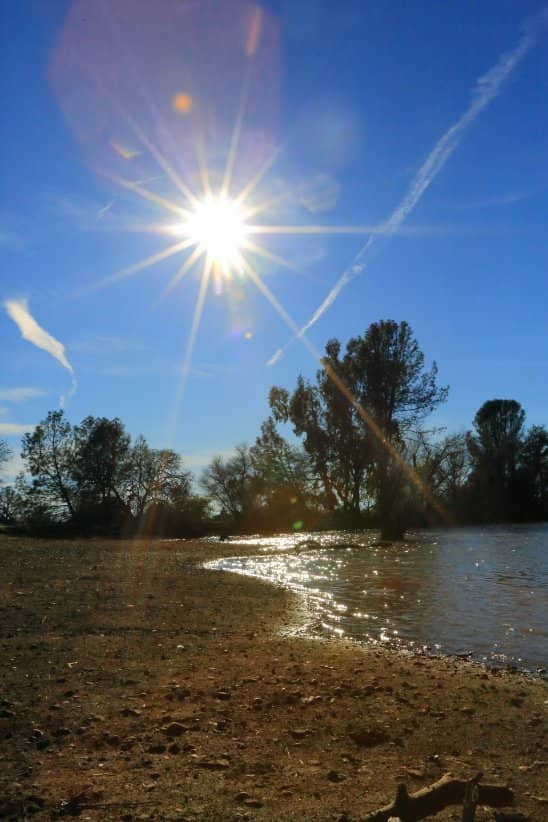 Dog-Friendly Strolls