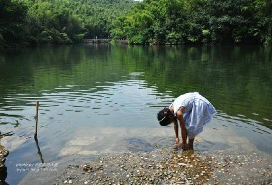 Emerald Bamboo Forests
