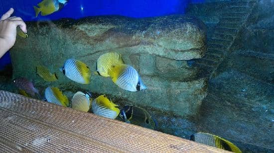 Leisurely Kaiba Football