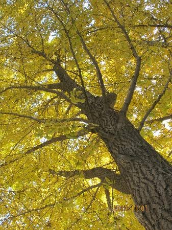 Fragrant Hills Hotel Ginkgoes