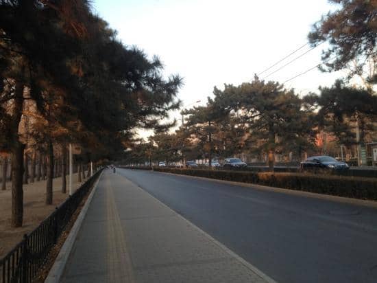 Zhongshan Park's Ginkgo Glory