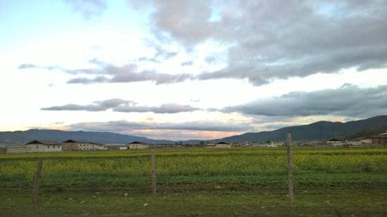 Local Wildlife Encounters